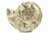 Polished Ammonite (Puzosia) Fossil - Madagascar #283517-1